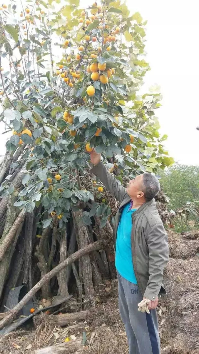 1476759862870077123.jpg 888.webp.jpg